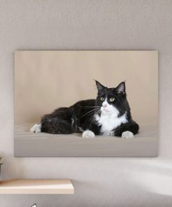 تابلو عکس گربه سیاه و سفید