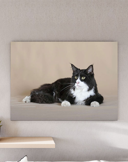 تابلو عکس گربه سیاه و سفید