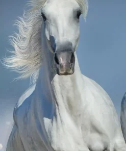 تصویر اسب سفید برای تابلو منزل