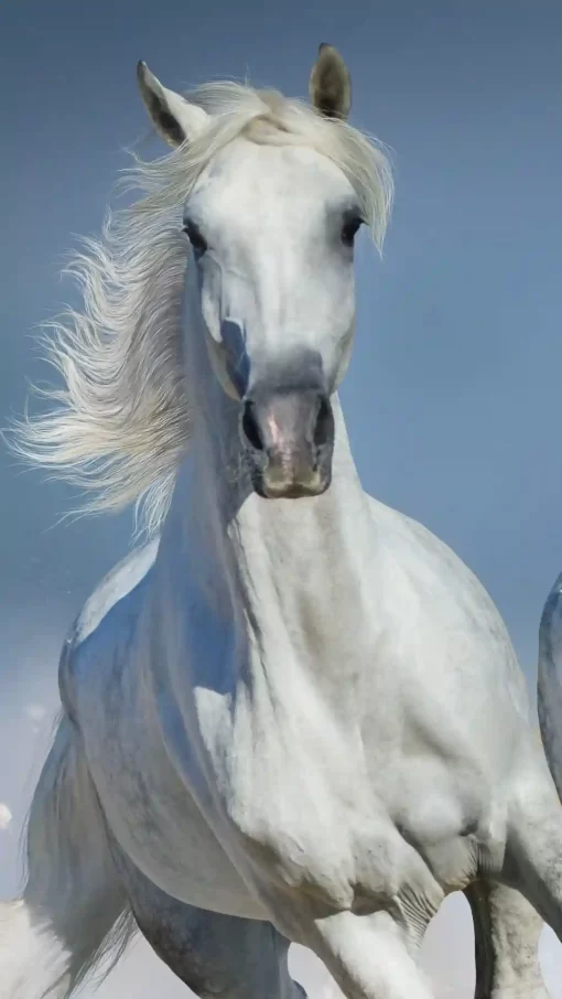 تصویر اسب سفید برای تابلو منزل