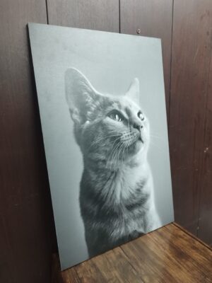 تابلو زیبای عکس گربه