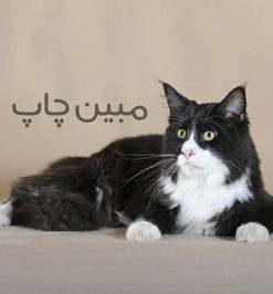 عکس گربه برای تابلو