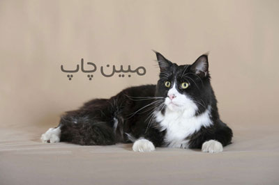 عکس گربه برای تابلو