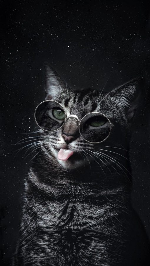 خرید تابلو فانتزی گربه بی ادب همراه با هدیه ویژه
