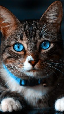 خرید تابلو حیوانات گربه چشم آبی به همراه هدیه ویژه