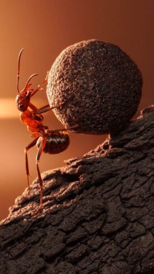 خرید تابلو پذیرایی طرح مورچه زحمتکش همراه با هدیه ویژه