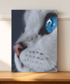 تابلو حیوانات گربه چشم آبی