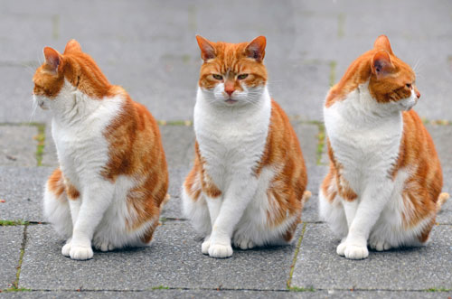 تابلو عکس گربه های نارنجی