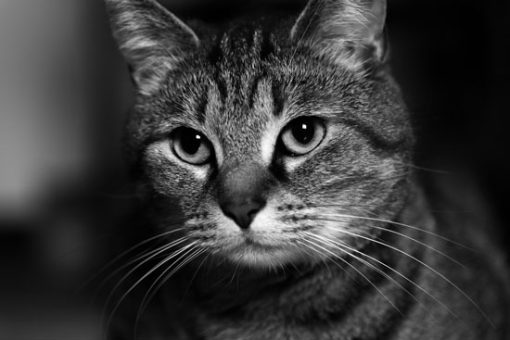 قیمت و خرید تابلو سیاه و سفید گربه زیبا با سبیل بلند