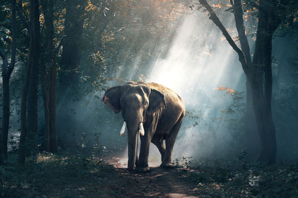قیمت و خرید تابلو حیوانات تصویر فیل در میان جنگل