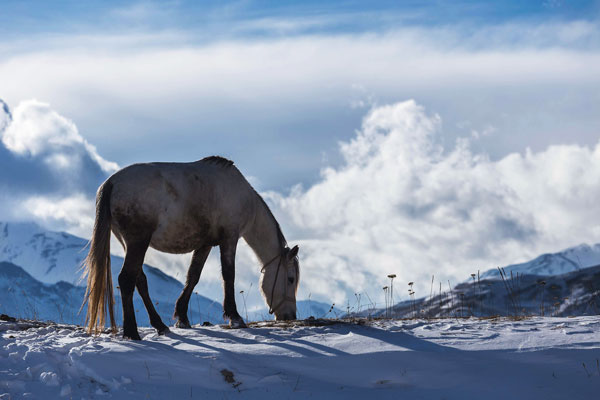 قیمت و خرید تابلو حیوانات اسب سفید در برف