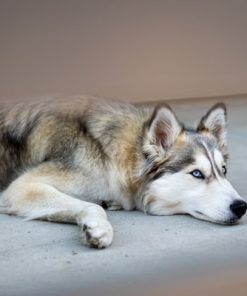 قیمت و خرید تابلو حیوانات طرح سگ هاسکی با چشمان آبی زیبا