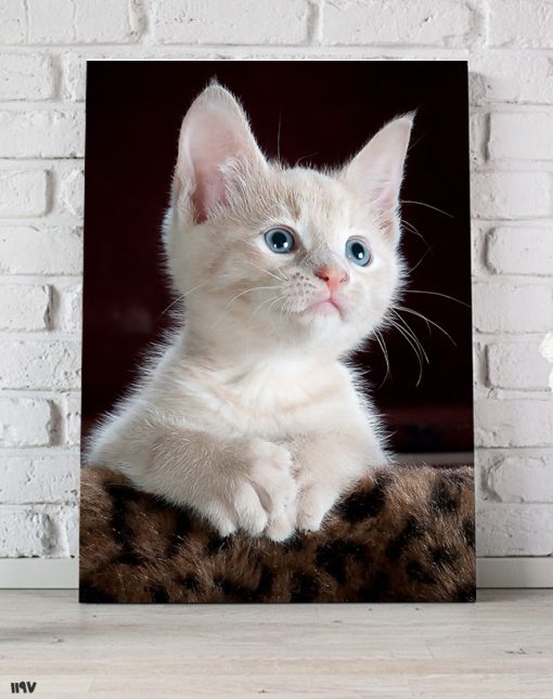 تابلو اتاق کودک عکس گربه سفید کوچولو