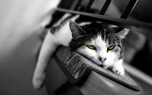 عکس گربه سیاه و سفید برای تابلو