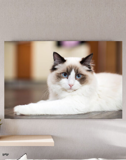 تابلو حیوانات گربه سفید پشمالو با چشم های آبی