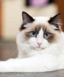 قیمت و خرید تابلو حیوانات گربه سفید پشمالو با چشم های آبی