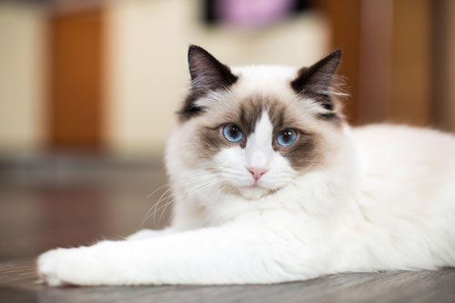 قیمت و خرید تابلو حیوانات گربه سفید پشمالو با چشم های آبی