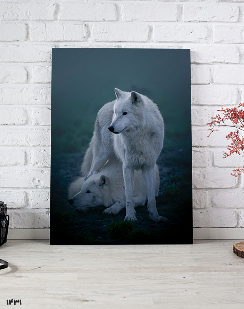 تابلو حیوانات گرگ سفید
