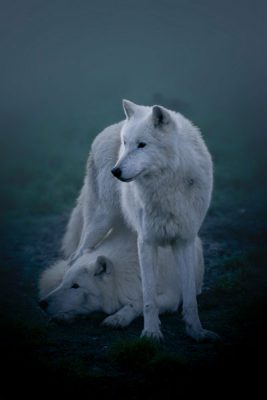 خرید تابلو حیوانات گرگ سفید