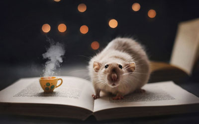 خرید تابلو حیوانات موش کوچولو با کتاب و قهوه