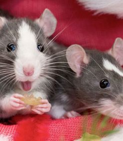 خرید تابلو حیوانات موش های باحال و با مزه