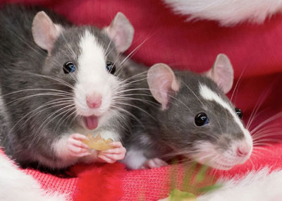 خرید تابلو حیوانات موش های باحال و با مزه