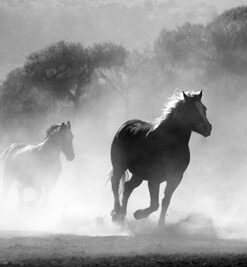 قیمت و خرید تابلو سیاه و سفید اسب های وحشی و زیبا