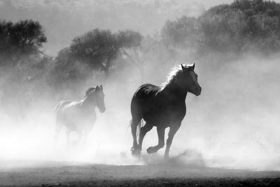 قیمت و خرید تابلو سیاه و سفید اسب های وحشی و زیبا