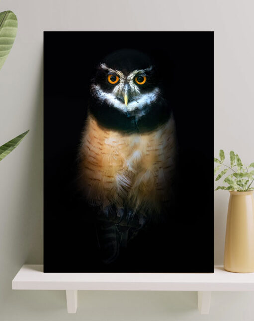 تابلو جغد زیبا در تاریکی