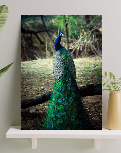 تابلو طاووس با بال های سبز و زیبا
