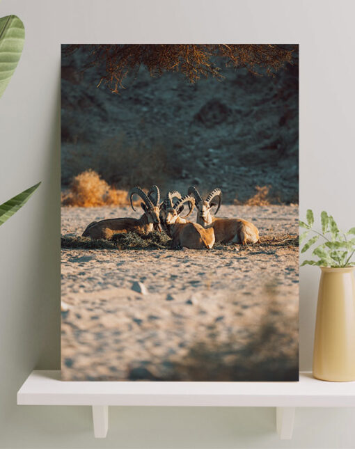 تابلو گله بزکوهی