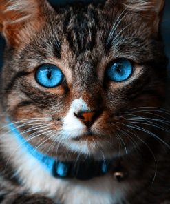 خرید تابلو حیوانات گربه چشم آبی به همراه هدیه ویژه