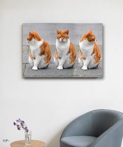 تابلو حیوانات گربه های نارنجی