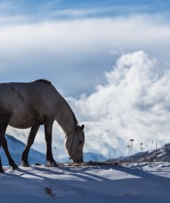 قیمت و خرید تابلو حیوانات اسب سفید در برف