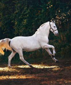 قیمت و خرید تابلو اسب سفید پادشاه با کیفیت عالی
