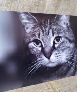 چاپ تابلو گربه