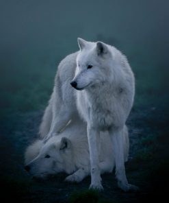 خرید تابلو حیوانات گرگ سفید