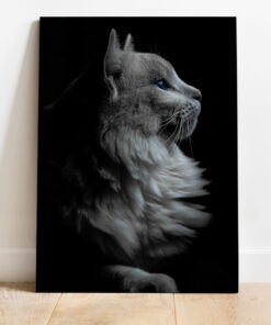 تابلو دیواری سیاه و سفید گربه سفید و چشم آبی