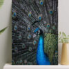 تابلو طاووس آبی با بال های بزرگ