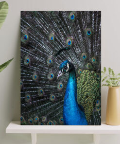 تابلو طاووس آبی با بال های بزرگ