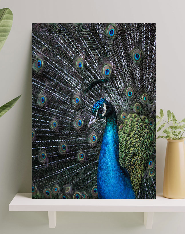 تابلو طاووس آبی با بال های بزرگ تابلو طاووس آبی با بال های بزرگ