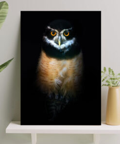 تابلو جغد زیبا در تاریکی