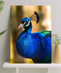 تابلو طاووس فوق العاده زیبا به رنگ آبی
