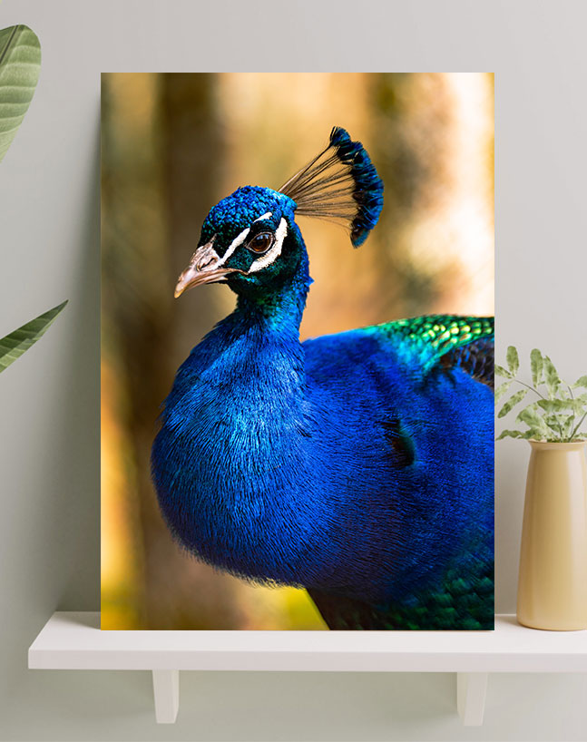 تابلو طاووس فوق العاده زیبا به رنگ آبی تابلو طاووس فوق العاده زیبا به رنگ آبی