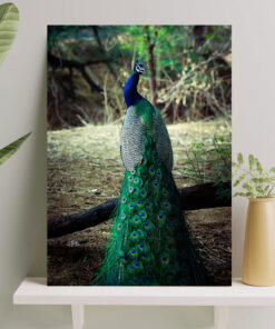 تابلو طاووس با بال های سبز و زیبا