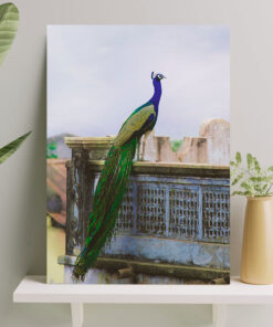 تابلو طاووس خوش رنگ