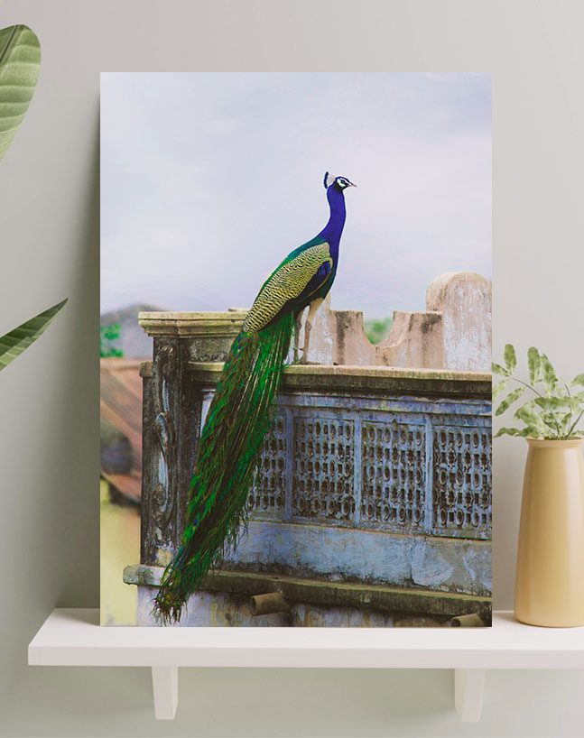 تابلو طاووس خوش رنگ تابلو طاووس خوش رنگ