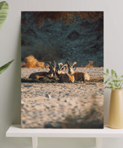 تابلو گله بزکوهی